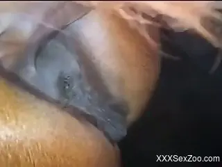 Horse pussy gets fingered by a kinky zoophile