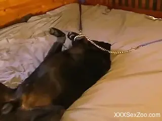 Hot guy using his cock to pleasure a black beast