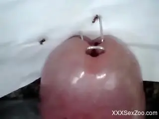 Dude's exposed cock is being infested by ants