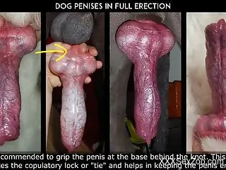 Educational porn movie featuring sexy animals