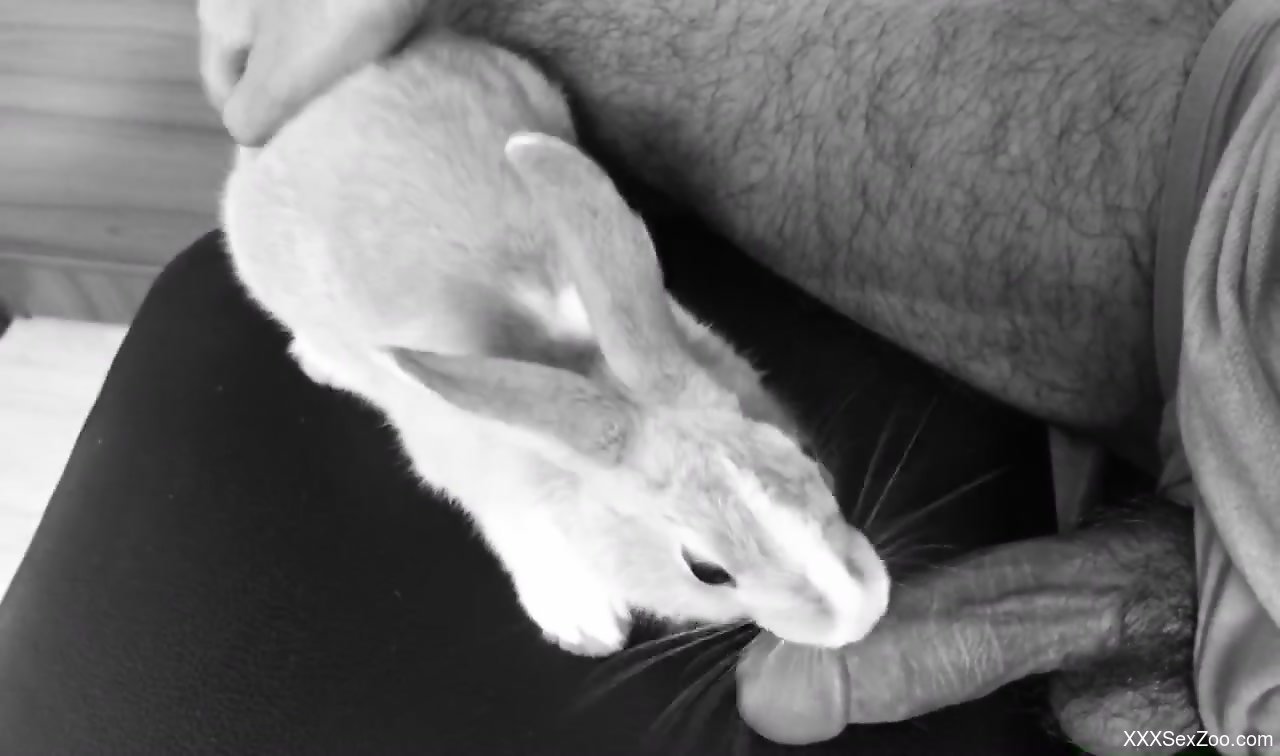 Rabbit licking a throbbing zoophile penis on camera image