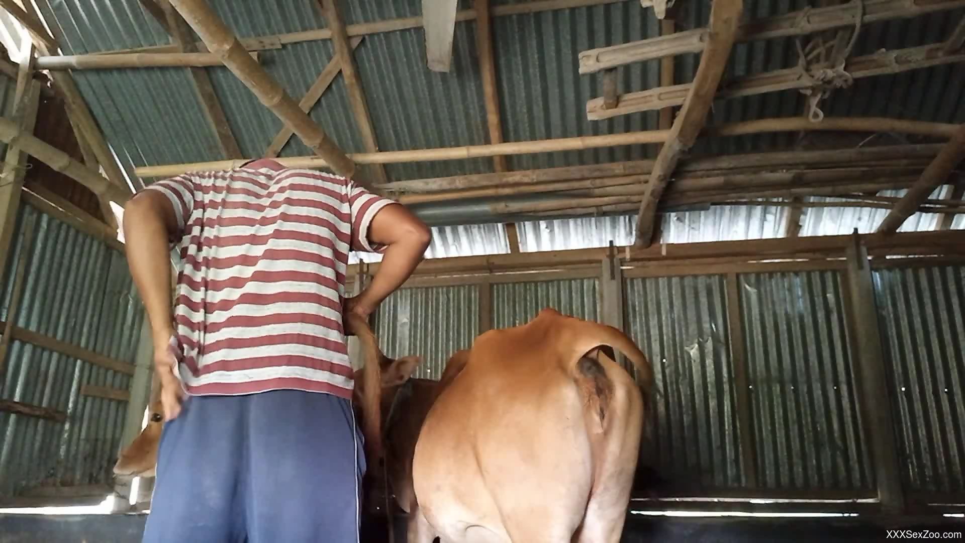 Xxx Woman And Cow Video - Horny farm guy craves cow's pussy for a few rounds - XXXSexZoo.com