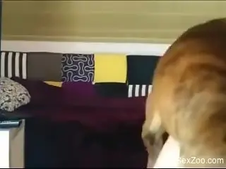 Sexy wife fucked by a dog in homemade amateur XXX rounds
