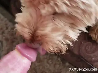 Special treat for a horny male when the dog starts licking his...