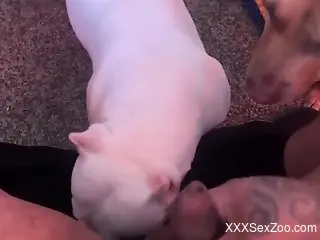 Man jerks off along side his trustful dogs