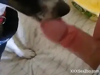 Dude lets his tiny dog pleasure his meaty cock