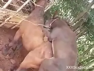 Two animals explore sexual delights while outdoors