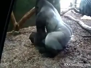 Excited people watching this ape fuck passionately