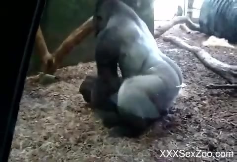 Apes Fucking Women - Excited people watching this ape fuck passionately - XXXSexZoo.com