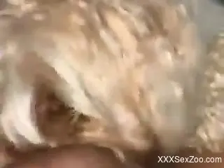 Dude's balls and cock gets licked by a sexy mutt