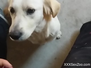 Dog licks owner's big dick in sloppy modes and causes the guy ...