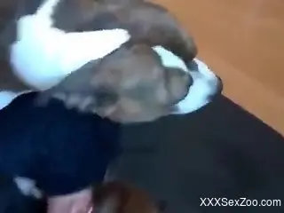 Flexible lady getting rammed by a twisted doggo
