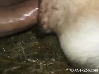 Guy fucks a hot animal with his meaty penis happily