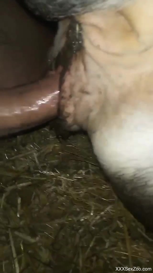 Xxxhotanimals - Guy fucks a hot animal with his meaty penis happily