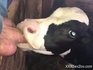 Baby veal licks man's erect dick until sperm pops out