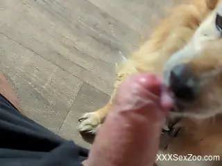 Tiny dog licking all over the guy's uncut penis