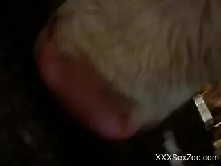 Man inserts whole dick in furry animal's ass for dirty pleasures