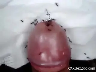 Aroused man loves those ants on his dick while he jerks off