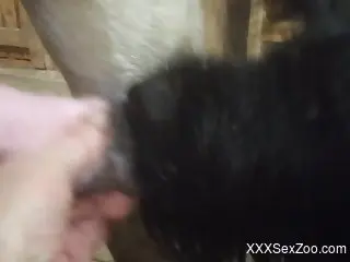 Horse cock is going to beg used for pleasure by a dog
