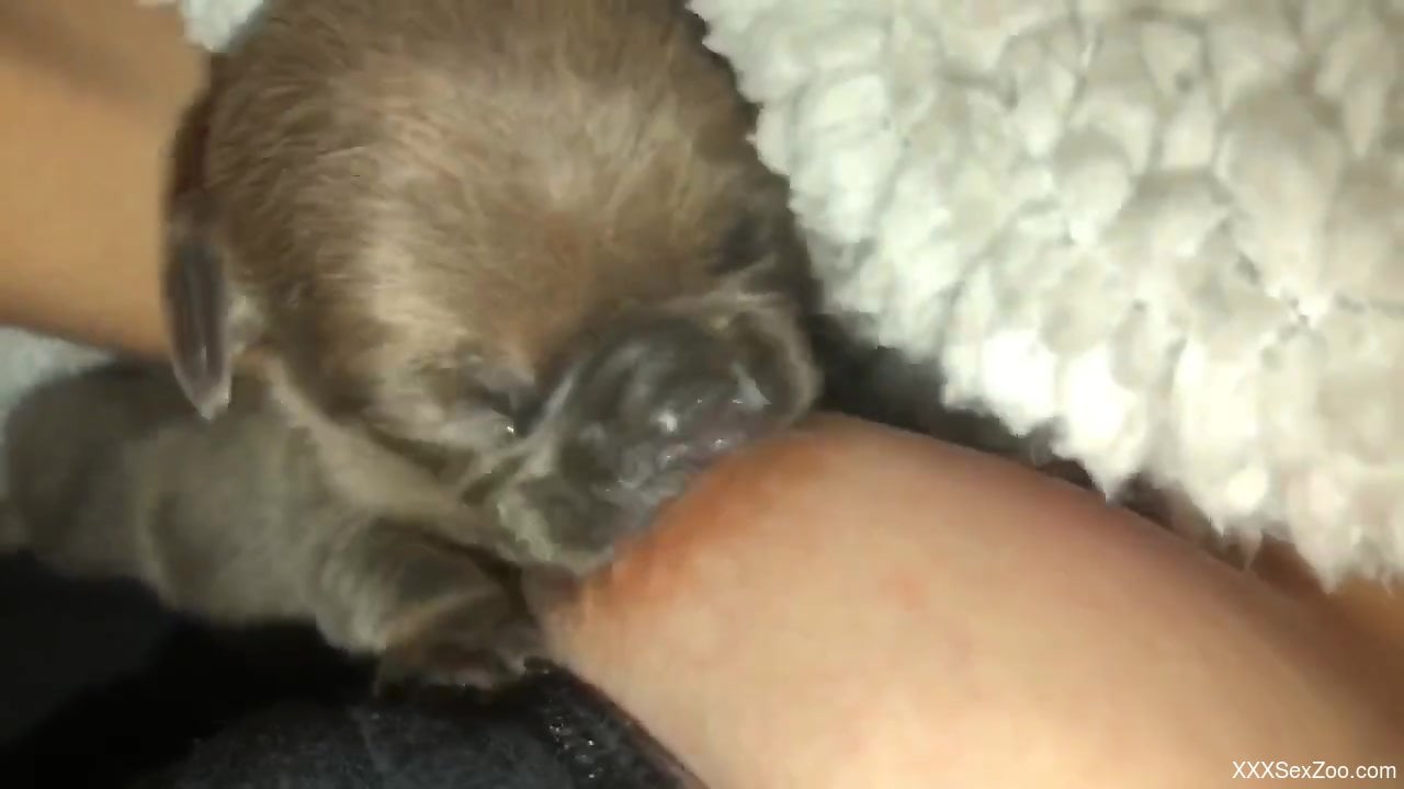 Small puppy licks owners nipples in sexy zoo cam perversions