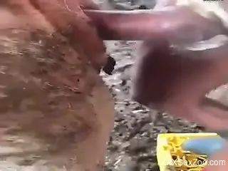 Horny dude ass fucks goat at the farm in restless manners