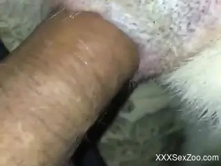 Dude fucking this animal butthole with passion