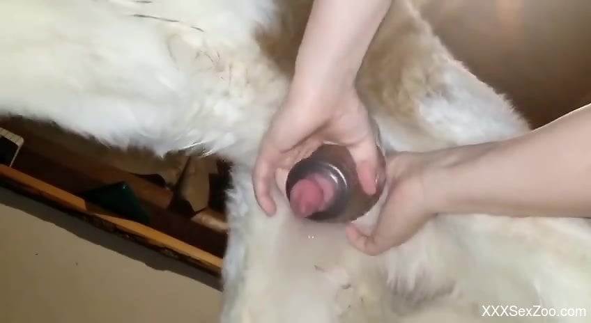Dog Toy Porn - Horny male uses sex toy on dog's dick for intimate perversions -  XXXSexZoo.com