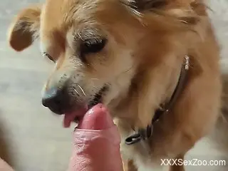 Furry mutt licks owner's dick in sloppy POV scenes