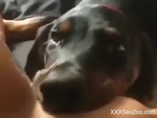 Dog pleases nude female by licking her moody pussy