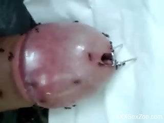 Dude enjoys masturbation with ants on his erect dick