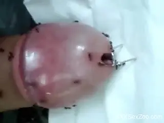 Dude enjoys masturbation with ants on his erect dick