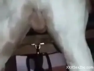 Horny man tries anal sex with a furry white animal