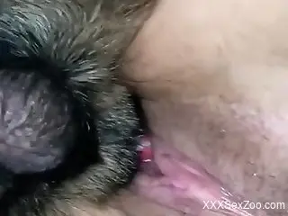 Horny woman feels entire dog dick smashing her tight cunt