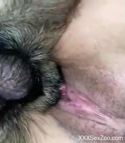 420px x 480px - Horny woman feels entire dog dick smashing her tight cunt - XXXSexZoo.com