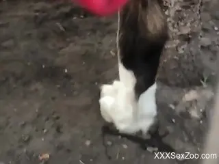Throbbing animal showing its hard cock up close