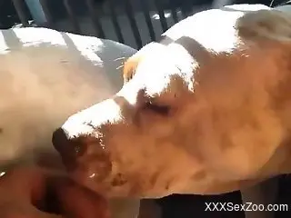 Two dogs sucking the guy's dick in a hot movie