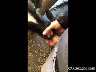 Dude feeds his attractive cock to a kinky cow