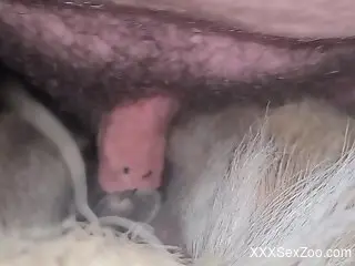Dude's hairy manhood explores the depth of horse