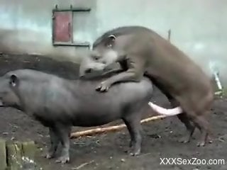 Two animals fucking each other in a hot zoo scene