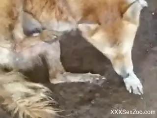Animal shows its nice cock and licks it a bunch