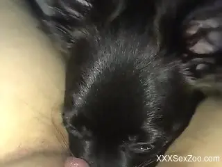 POV cunnilingus experience with a sexy black dog