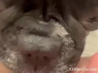 Dirty, horny dog pleasuring that sexy shit in POV