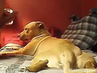 Fertile dog pussy is about to get fucked savagely
