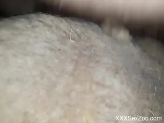 Yet another beast is happy to get fucked hard