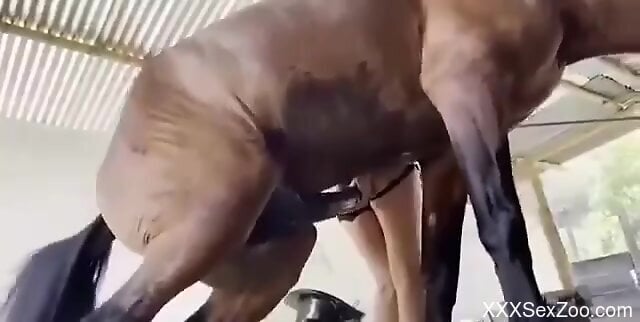 640px x 322px - Horse fucking the girl's hole from behind HARD - XXXSexZoo.com