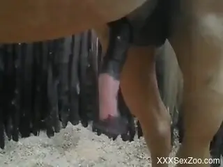 Horse cock is going to look good and it'll be hot