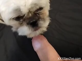 Small dog licks owner's cock in sloppy manners on cam