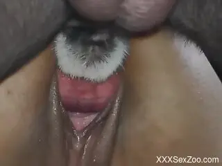 Tight female gets busy fucking with two dogs in a wild display