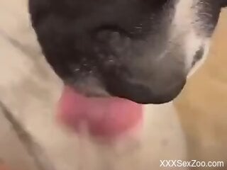 POV licking session from a do that looks cute