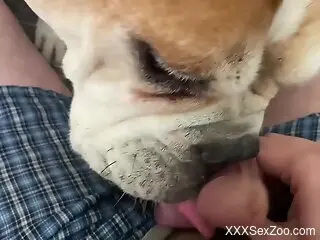 Amateur loves the curious bulldog licking his dick on cam
